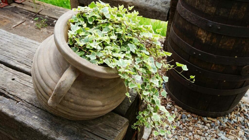 Der kleinblättrige Efeu überzeugt durch seine filigrane und dichte Laubstruktur, ideal für feine grüne Akzente.