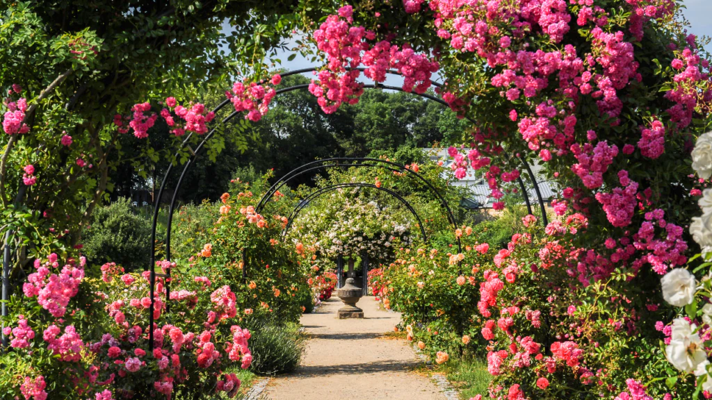 Moderne Kletter- und Ramblerrosen haben eine verkürzte Winterruhe 