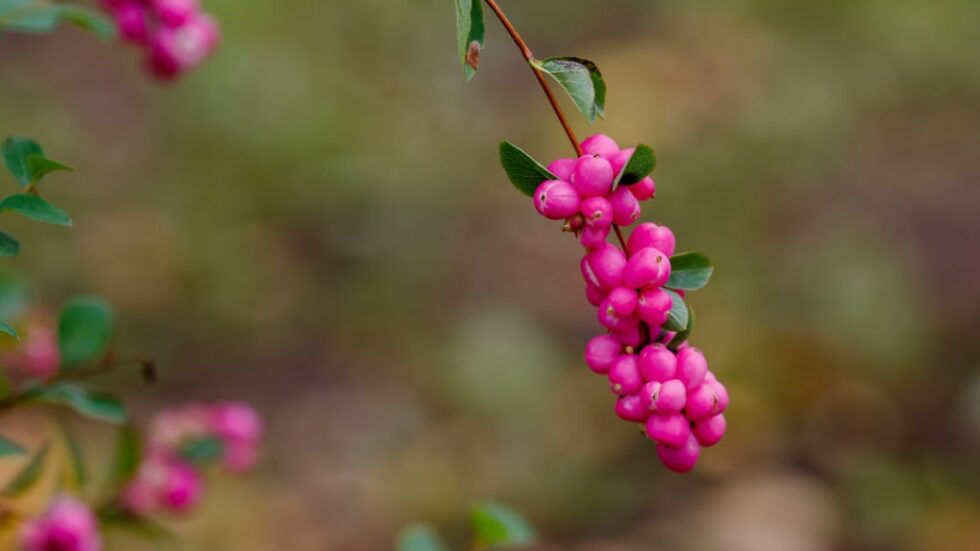20 rote Beeren im Überblick 🍓 20 rote Beeren im Überblick 🍓