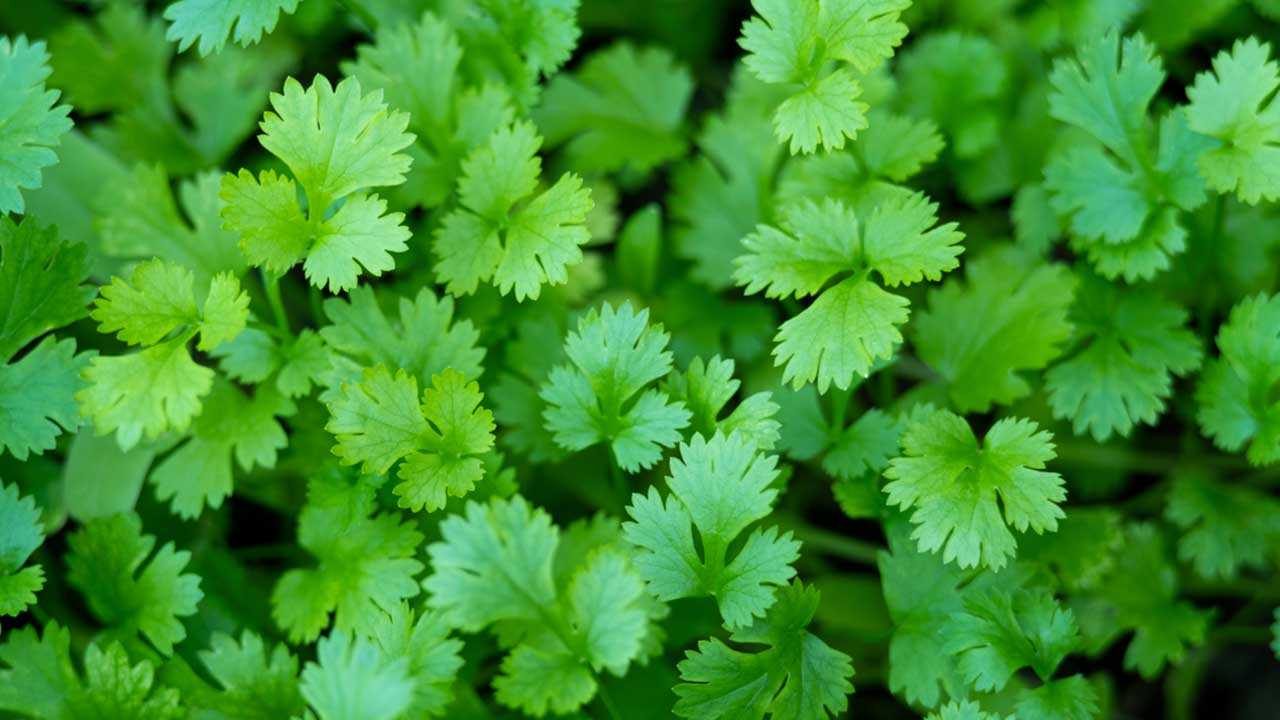 10 mediterrane Kräuter die wichtigsten Sorten, die Sie nicht missen