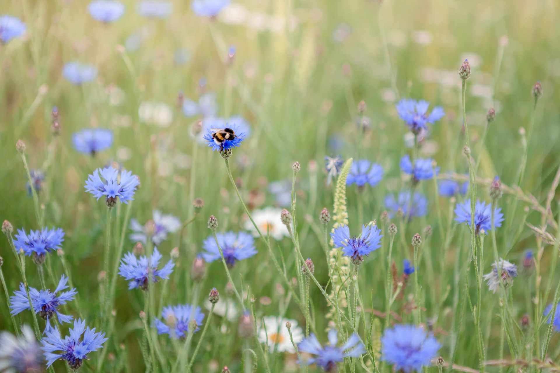 18 bienenfreundliche Stauden für Garten, Terrasse und Balkon