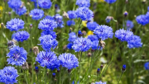 Blaue Kornblume (Centaurea cyanus) im Garten