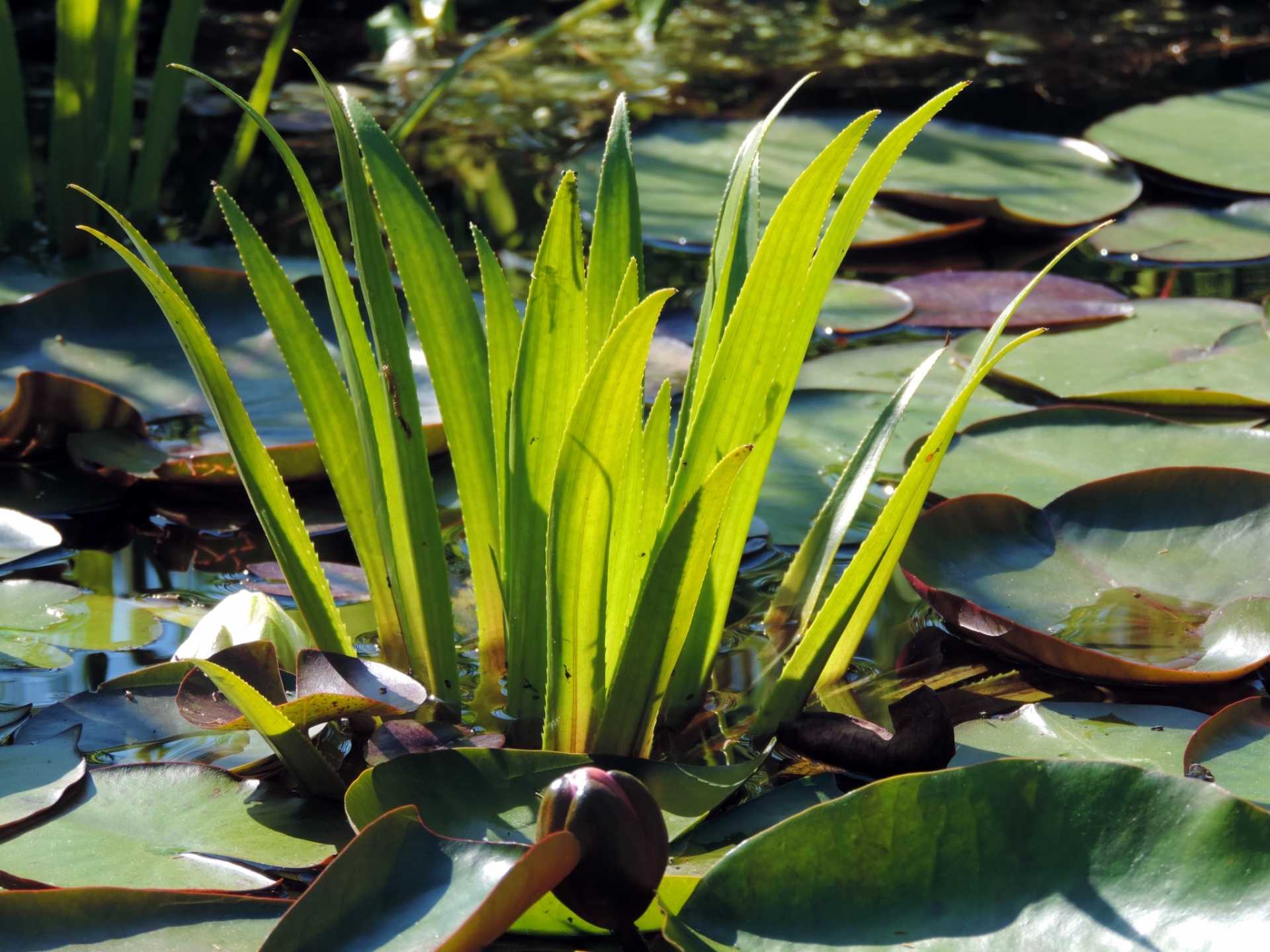 16 Wasserpflanzen gegen Algen für einen sauberen Teich
