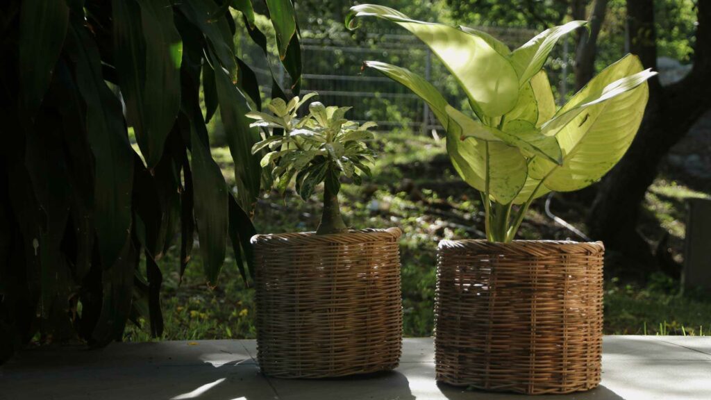 Zwei Kübelpflanzen im Garten