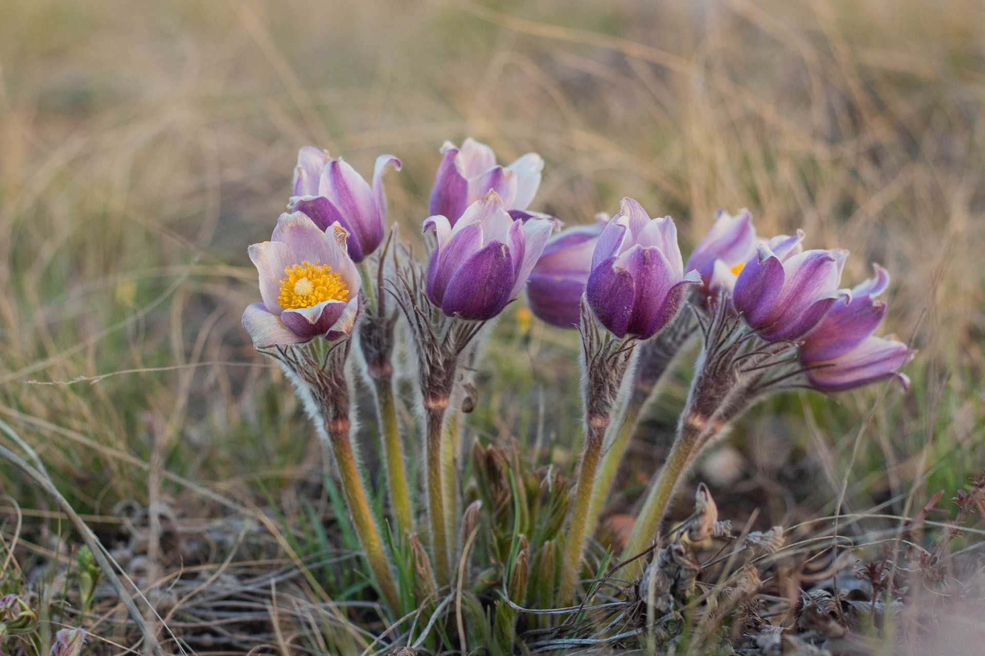 15 Pflanzen für trockene Böden und heiße Sommer Haus & Garten Profi
