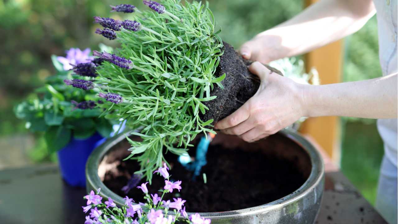 Lavendel überwintern So gelingt es Ihnen