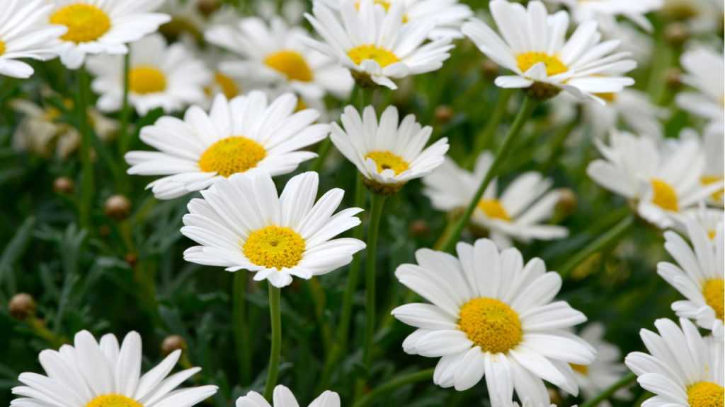 Leucanthemum im Freien.