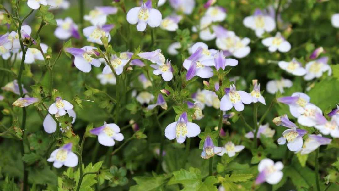 15 Bodendecker blühend & winterhart für den Garten