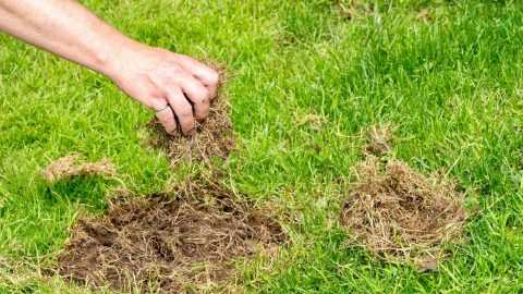 Löcher im Rasen Ursachen und wie Sie diese vermeiden können