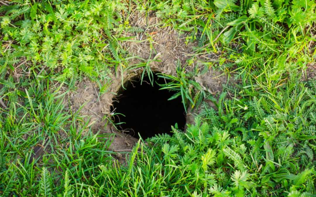 Wer gräbt da im Garten? Tiere erkennen & Expertentipp nutzen