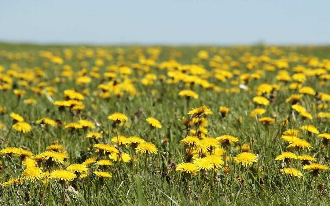Löwenzahn essen: 9 vielfältige Verzehrmöglichkeiten von Löwenzahn