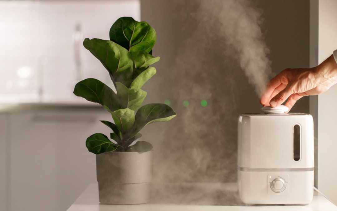 5 schnelle und effektive Methoden zum Spinnmilben bekämpfen