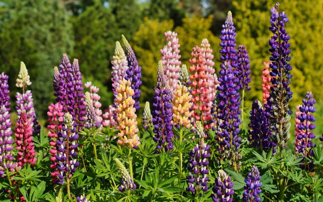 Lupine pflegen – So geht’s richtig