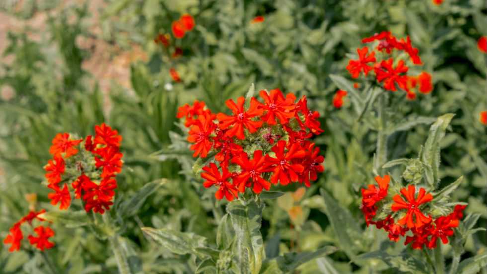 15 Stauden, die sich für sonnige Standorte im Garten eignen