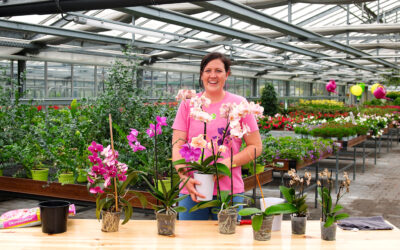 Orchideen richtig pflegen: Tipps zum Standort, umtopfen, schneiden und gießen 