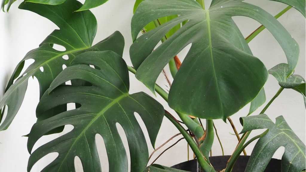 Die Monstera gehört zu den schnellwachsenden Zimmerpflanzen und bevorzugt die Sonne.