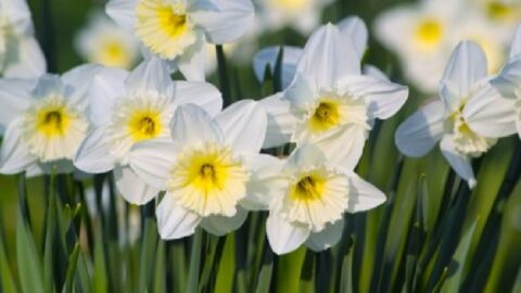 Blumen im Januar 8 Blumen, die am Jahresanfang blühen
