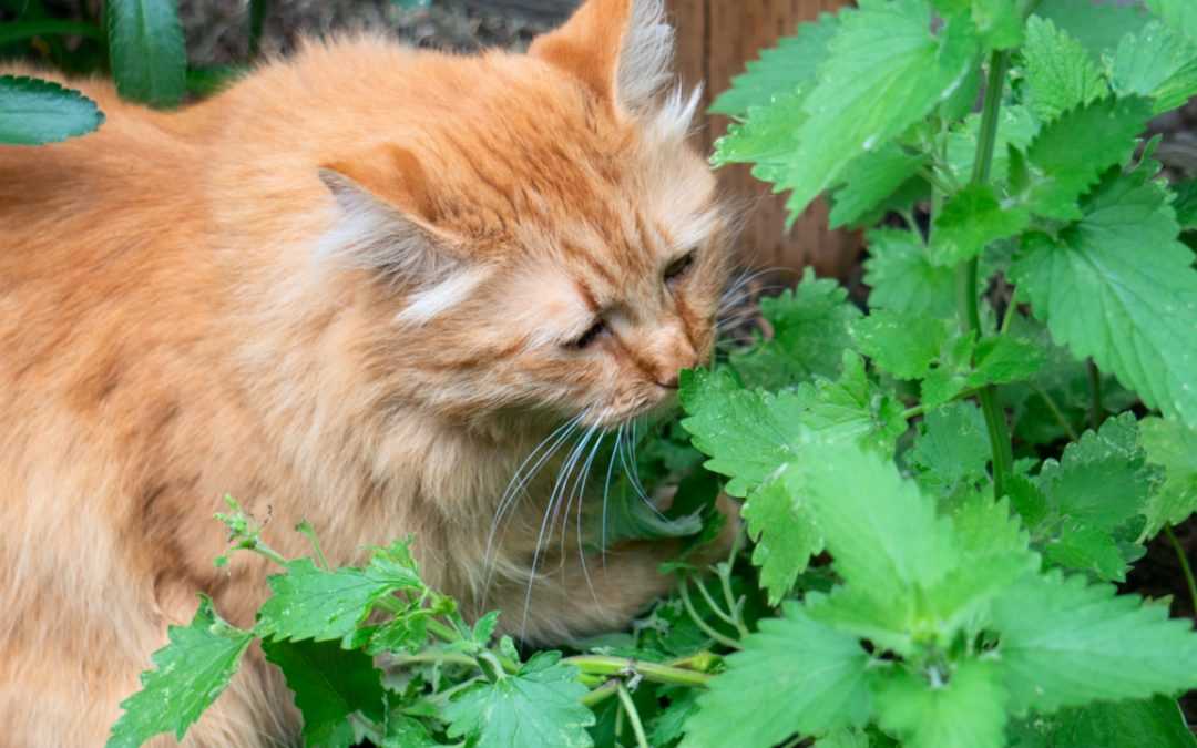 15 katzenfreundliche Zimmerpflanzen für dein Zuhause