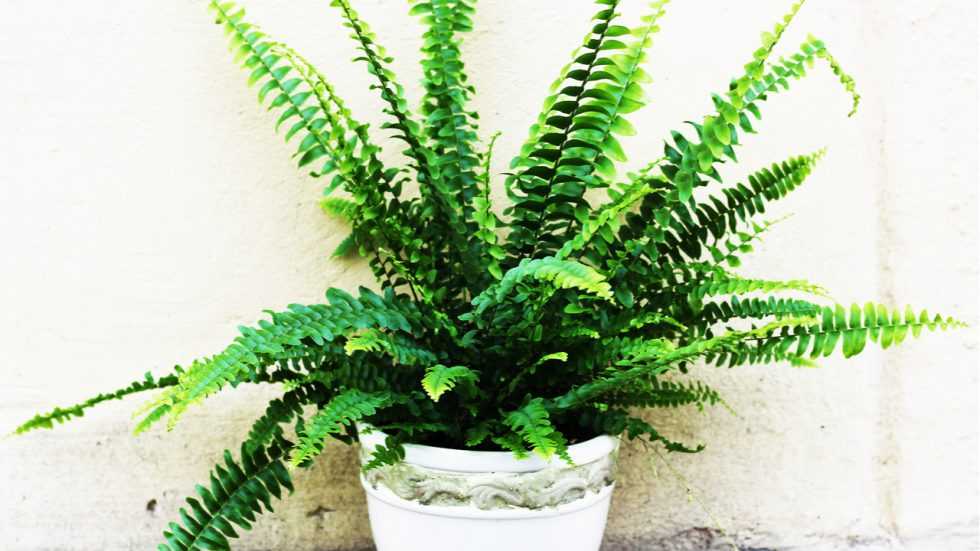 14 Grüne Zimmerpflanzen für Ihre Wohnräume