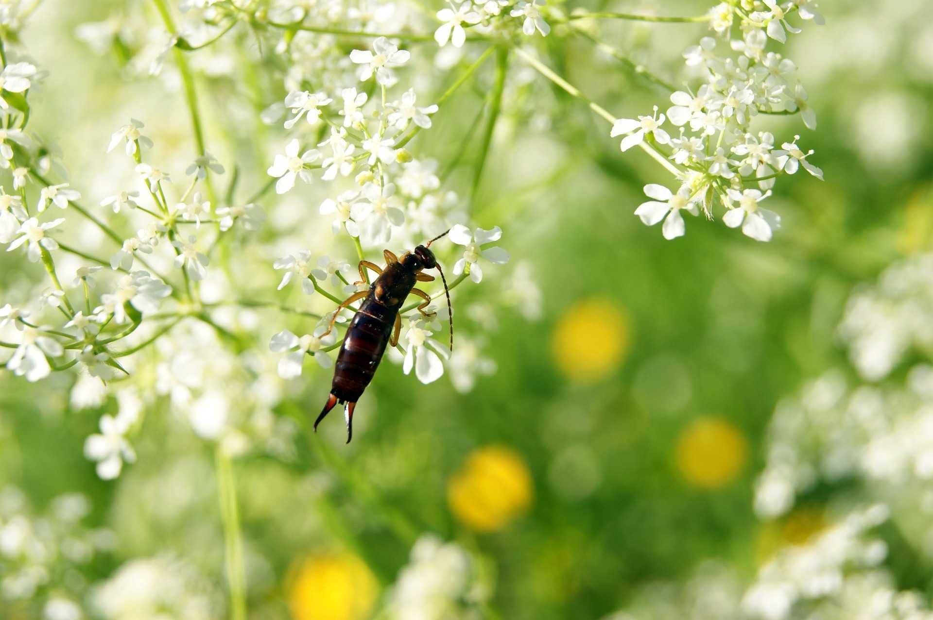 10 nützliche Insekten für Ihren Garten