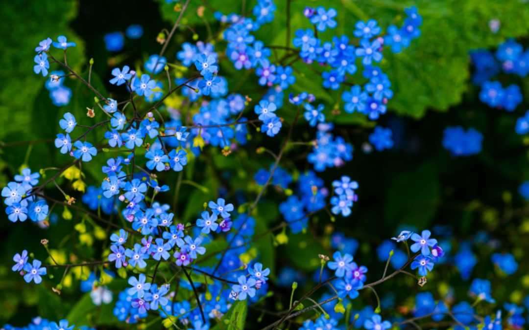 11 blau blühende Stauden für den Garten