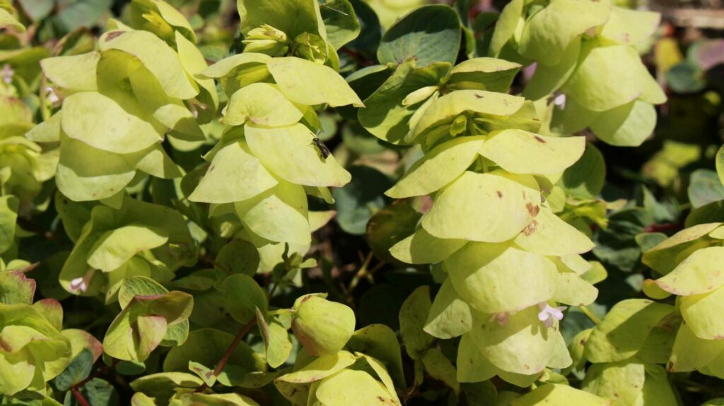 Duftende Grüngirlanden: Der Hopfenblütige Oregano besticht mit aromatischen Blättern und zarten, hopfenähnlichen Blütenständen.