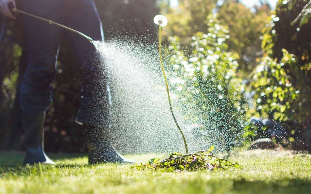 Unkrautvernichter – Garantiert NIE WIEDER Unkraut im Garten