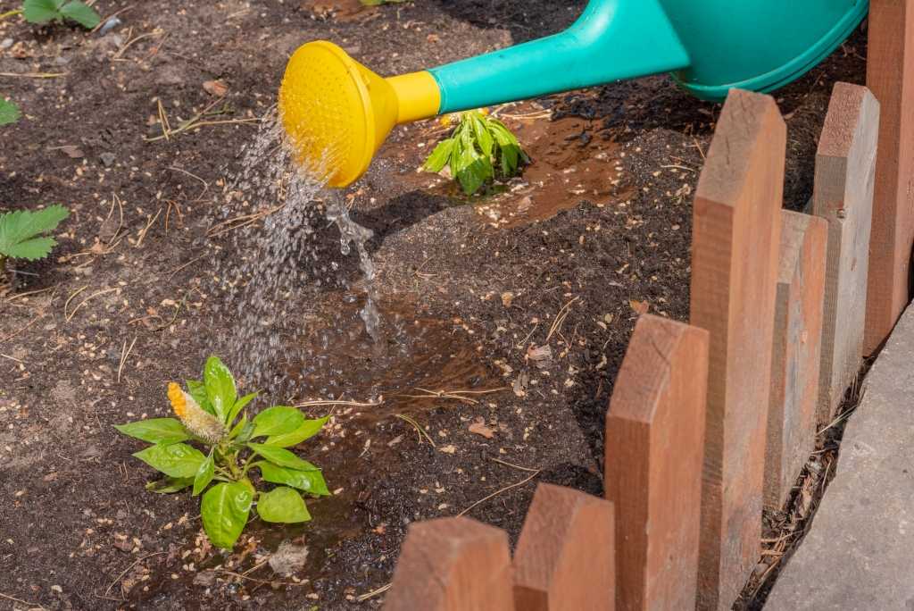 Sommer Gartenpflege gießen von Pflanzen