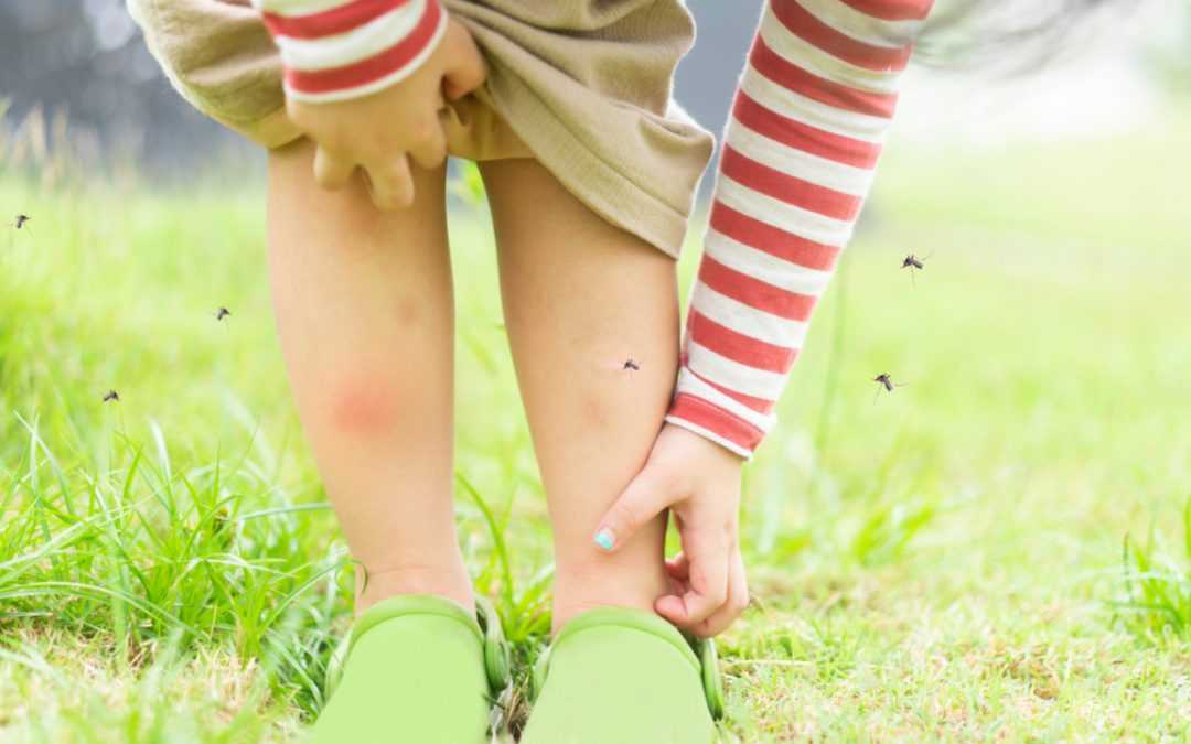 10 Pflanzen gegen Mücken: Natürlicher Schutz vor juckenden Stichen