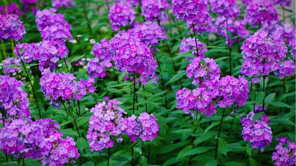 15 Stauden, die sich für sonnige Standorte im Garten eignen