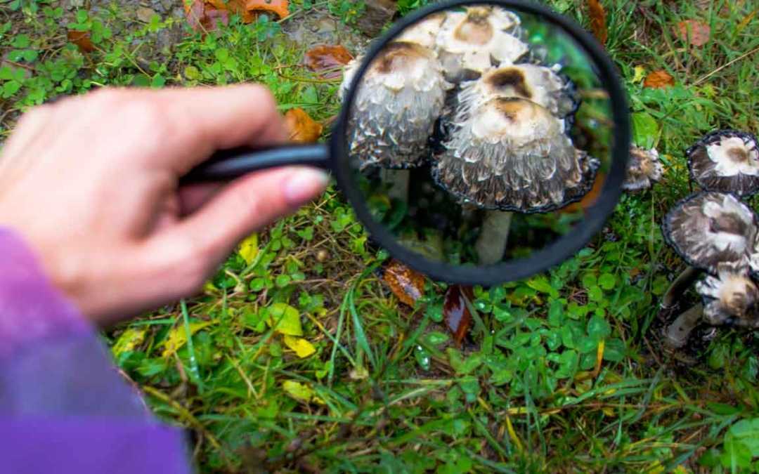 11 essbare Pilze und wie Sie diese erkennen