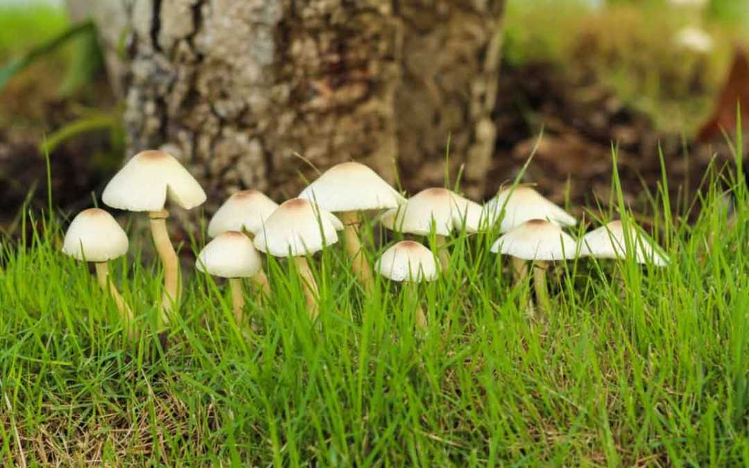 Pilze im Rasen: 10 Dinge, die Sie jetzt tun müssen