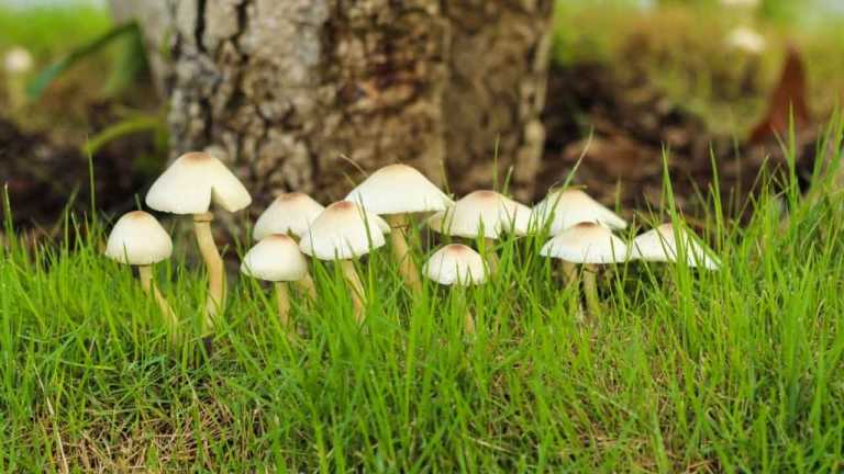 Pilze im Rasen: 10 Dinge, die Sie jetzt tun müssen