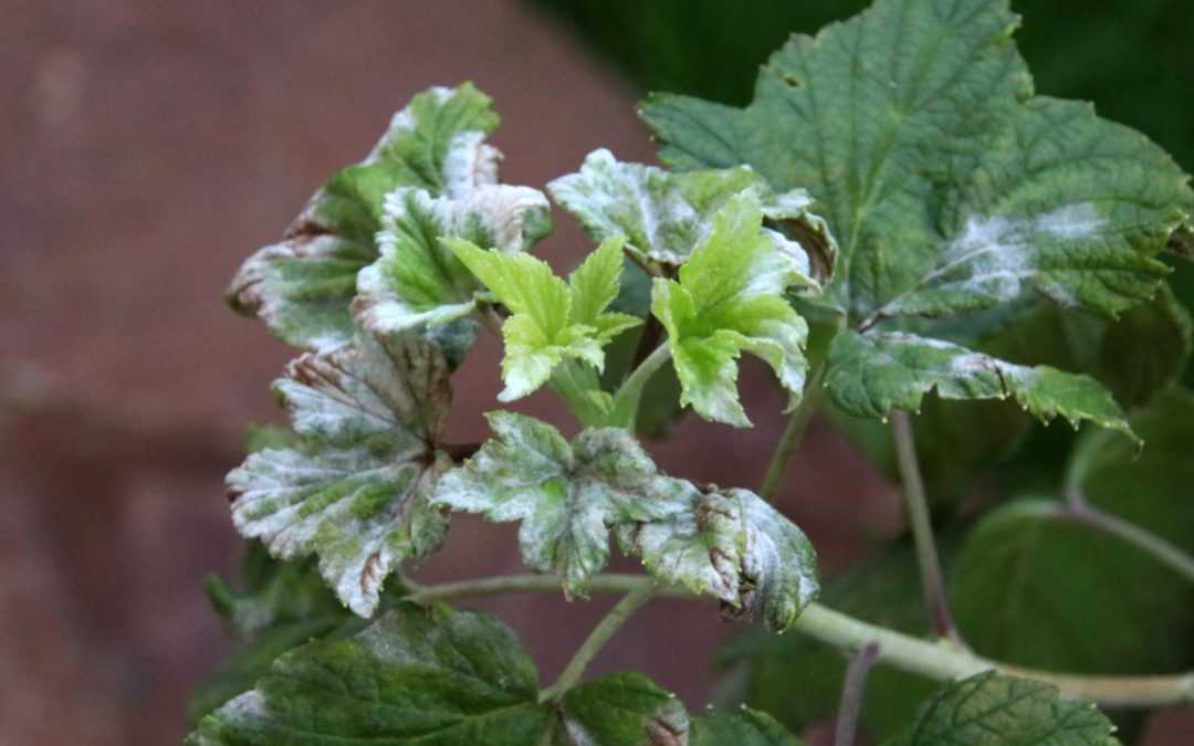 Welche Krankheiten gibt es bei den Johannisbeeren?