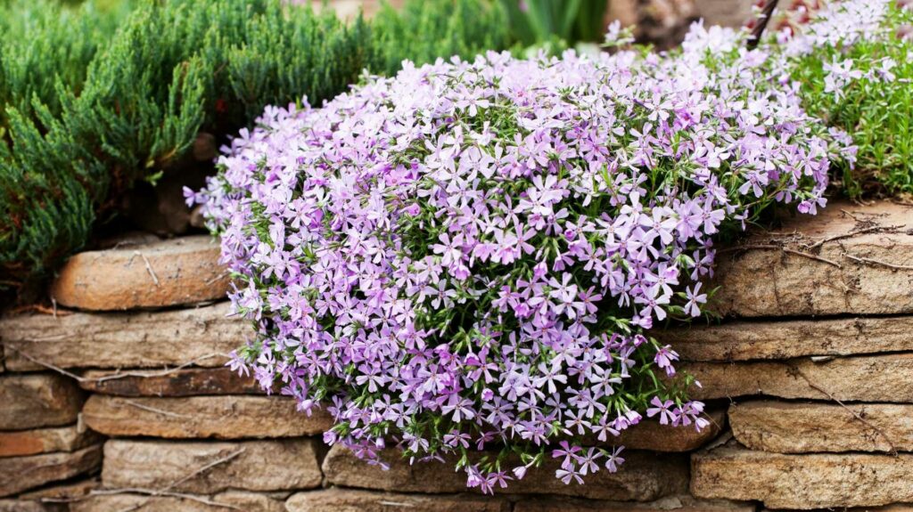 Der Polsterphlox verwandelt Außenbereiche mit seinem üppigen Blütenmeer in ein strahlendes Frühlingshighlight.