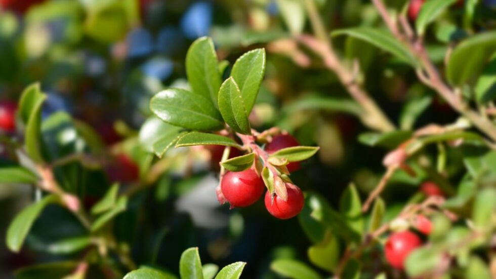 Immergrüne Sträucher mit roten Beeren