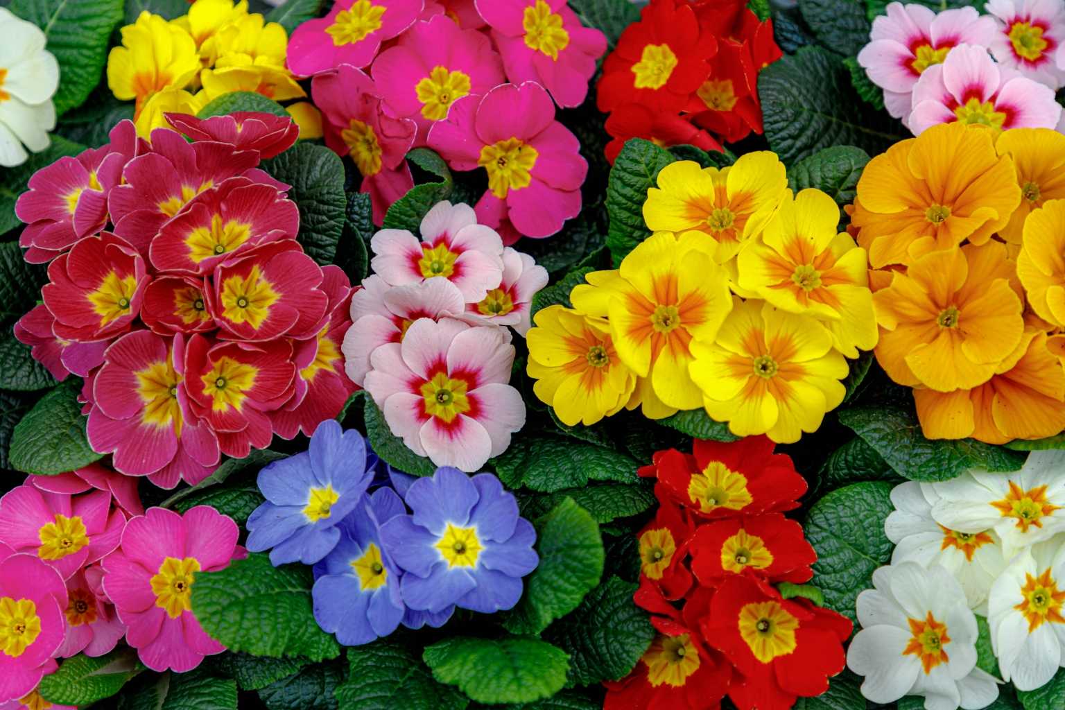 17 Blumen im Frühling, die bunte Vielfalt in den Garten bringen