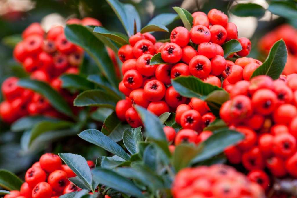 Pyracantha