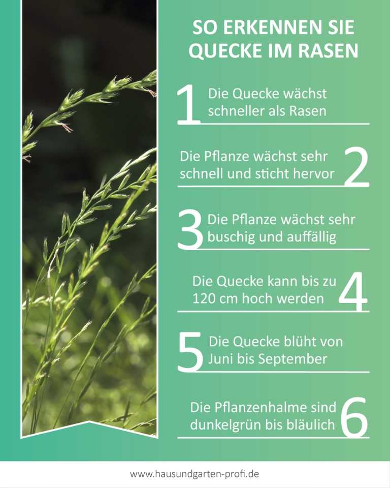 Quecke im Rasen bekämpfen - So geht es