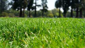 Top 13 Rasen vertikutieren - Das müssen Sie beachten