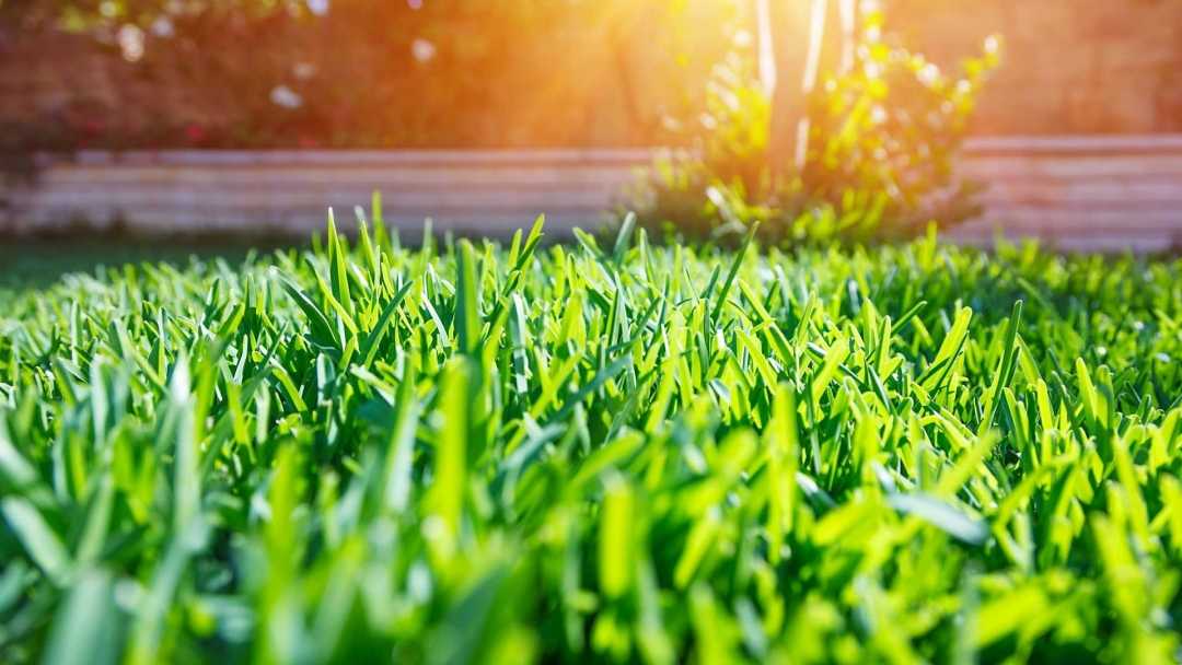 Rasen düngen im Sommer 10 Tipps für einen gesunden Rasen