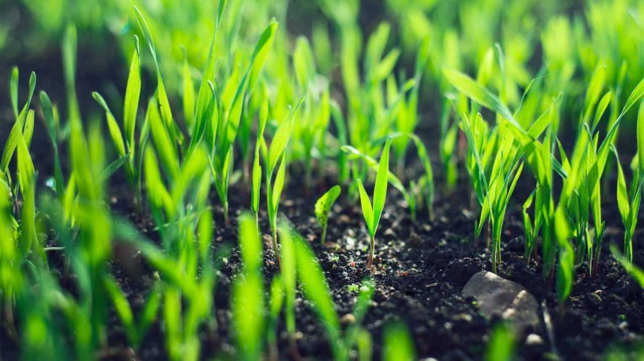 Wie lange braucht Rasen zum Keimen Nach der Aussaat bis zu Keimung