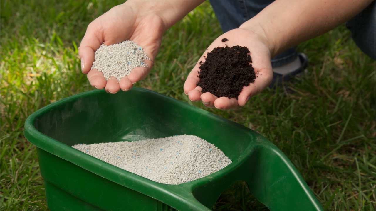 Rasen düngen und kalken gleichzeitig Was zu beachten ist