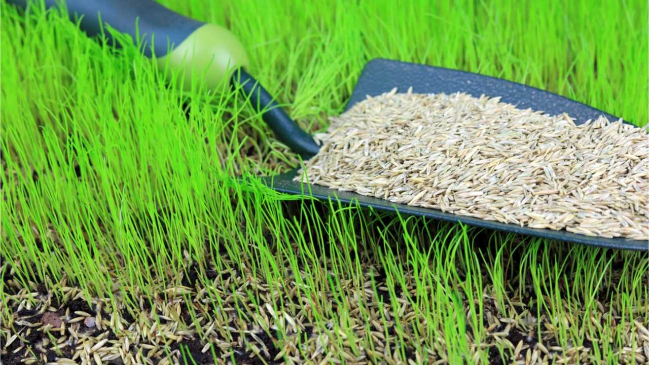 Rasen nachsäen: Was zu beachten ist - Haus & Garten Profi