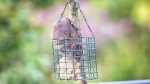 Ratten im Garten erkennen und effektiv vertreiben