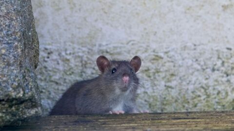 Ratten im Garten erkennen und effektiv bekämpfen