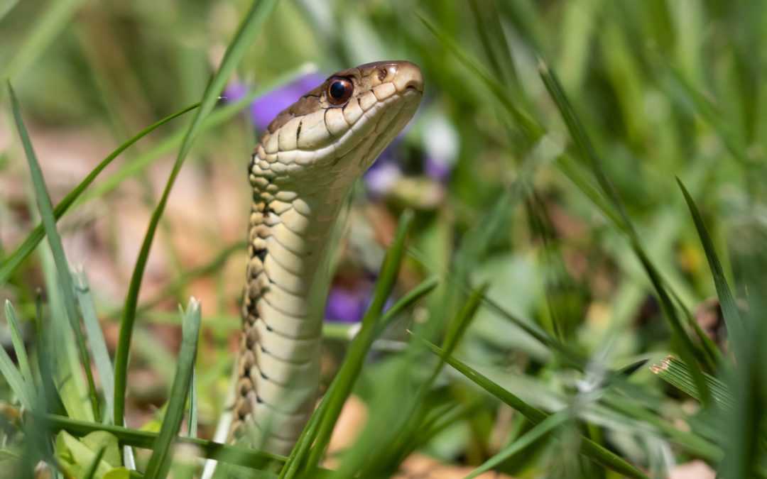 Ringelnatter im Garten: So müssen Sie sich verhalten