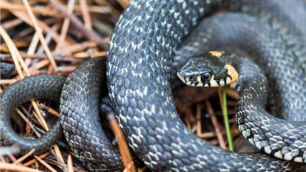 Ringelnatter im Garten So müssen Sie sich verhalten