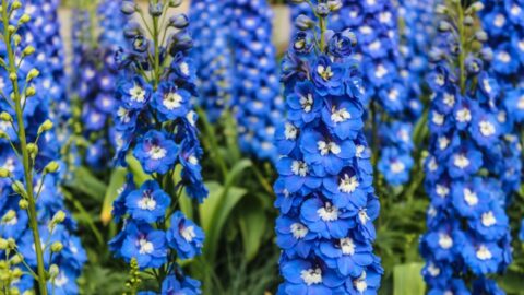 Blauer Hoher Rittersporn (Delphinium elatum)