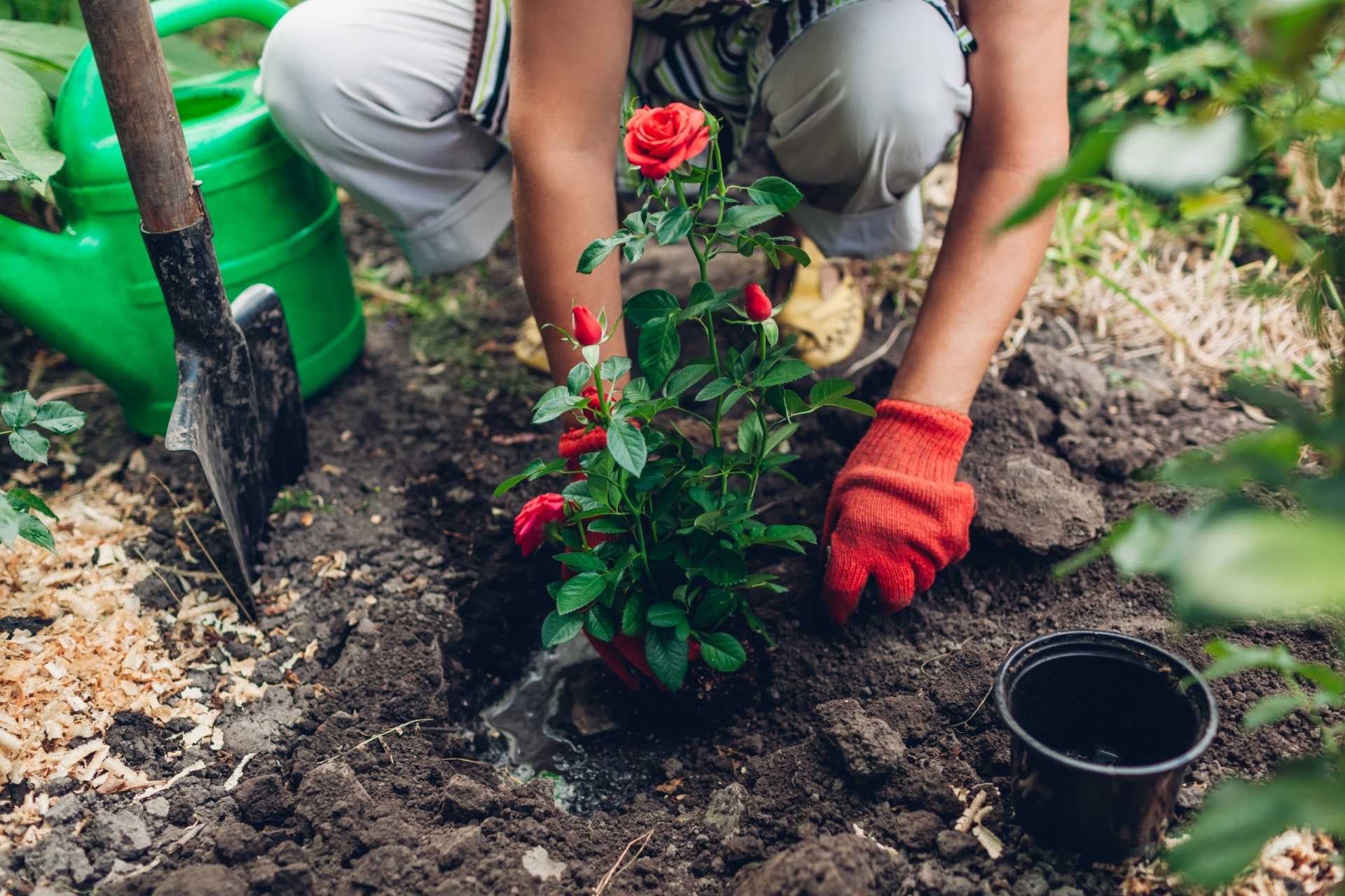 9 Fehler, die bei der Rosenpflege auftreten